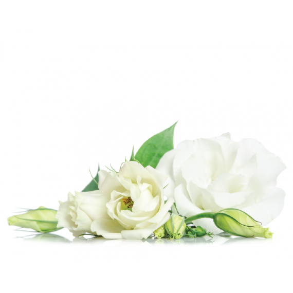 Lynia, Hydrolat z białej róży (Rose Alba) Organic, 100 g