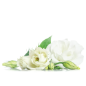 Lynia, Hydrolat z białej róży (Rose Alba) Organic, 100 g