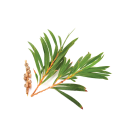 Lynia, Olejek z drzewa herbacianego, 5 g