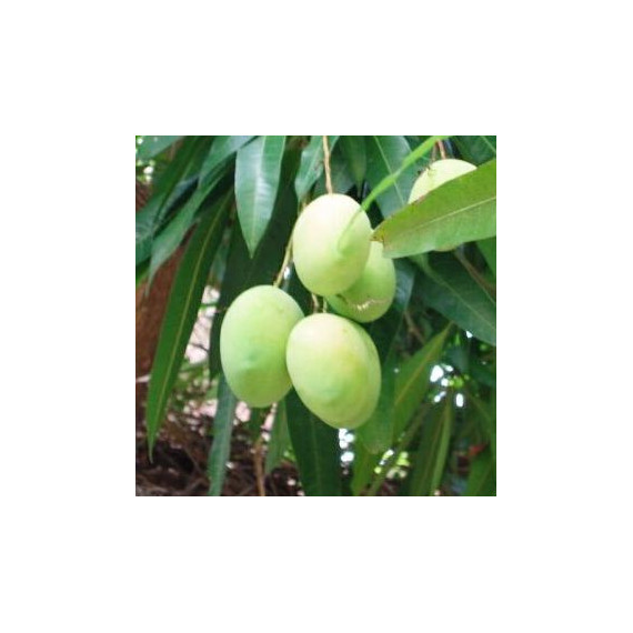Zrób sobie krem, Masło mango RAFINOWANE, 40 g