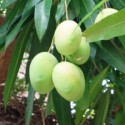 Zrób sobie krem, Masło mango RAFINOWANE, 40 g